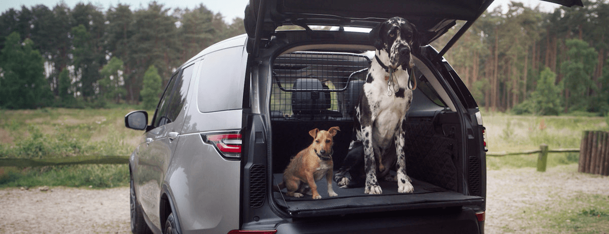 Land Rover Discovery Sport with dogs